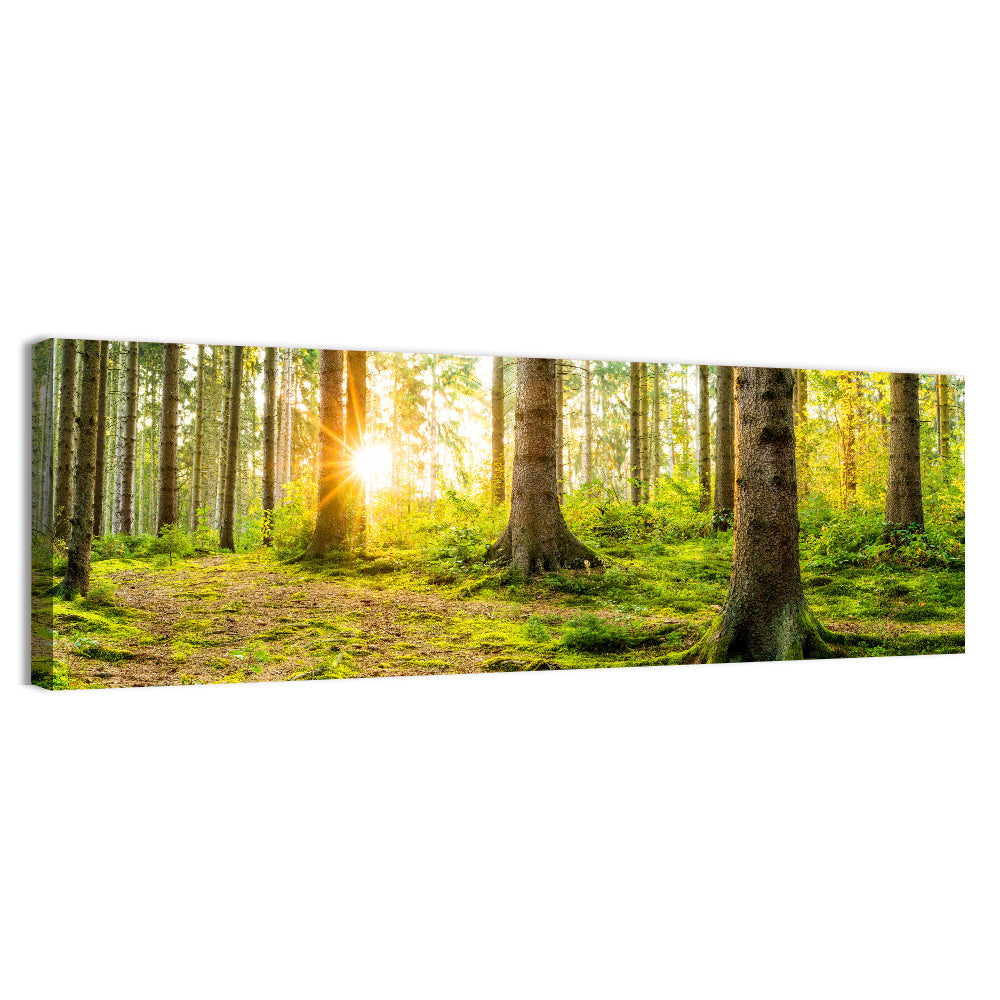 Sunburst Over Mossy Forest Wall Art, canvas print, panoramic