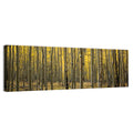 Golden Aspen Grove, Colorado Wall Art