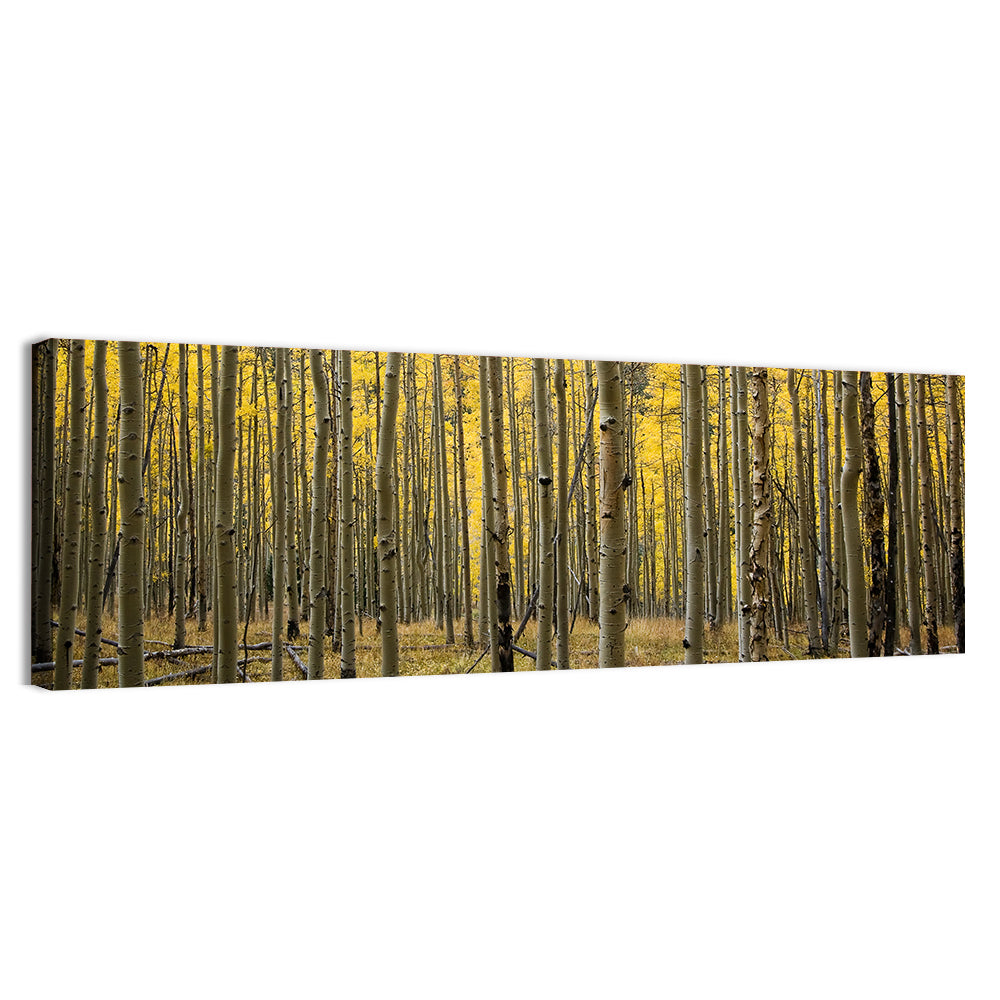 Golden Aspen Grove, Colorado Wall Art, canvas print, panoramic