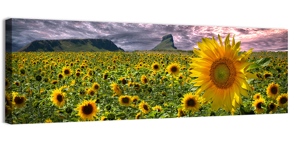 Sunflower Field with Mountains Wall Art, canvas print, panoramic