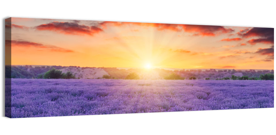 Lavender Fields Wall Art