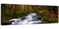 Autumn Forest Stream Wall Art