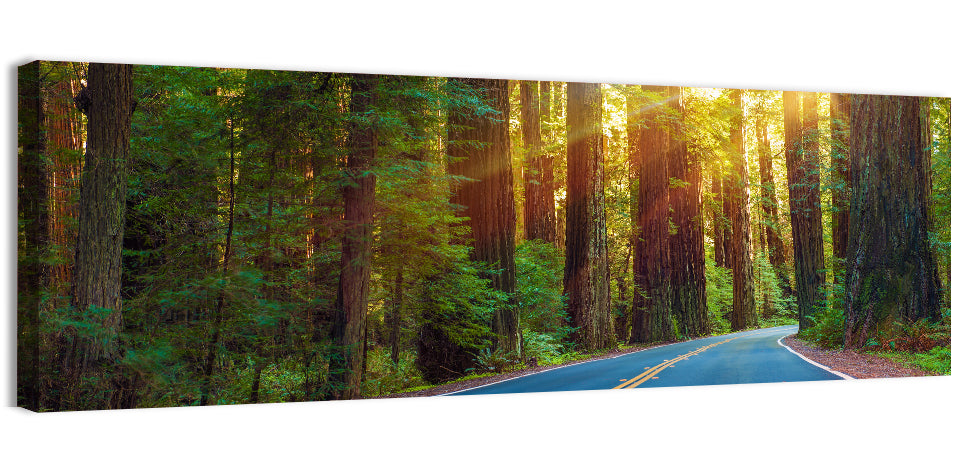Sunlit Redwood Highway Wall Art