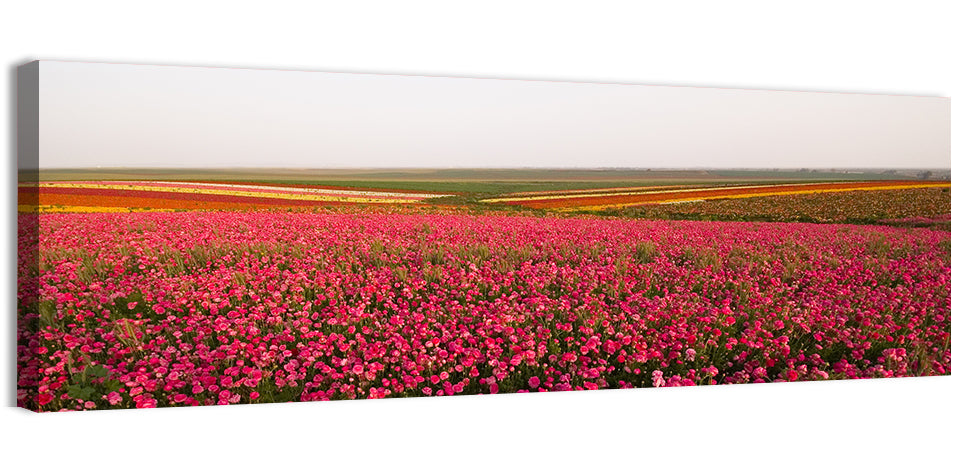 Pink Ranunculus Flower Field Wall Art