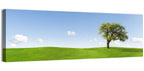Lone Tree on Green Hill Wall Art