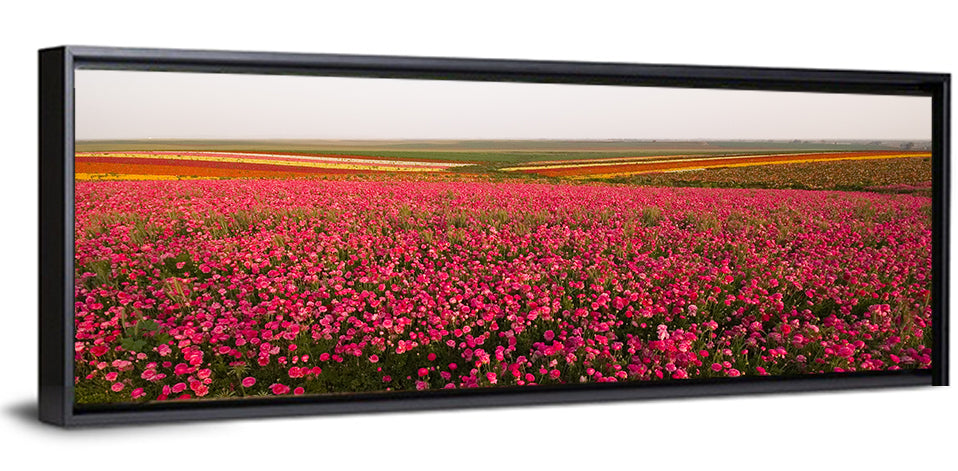 Pink Ranunculus Flower Field Wall Art