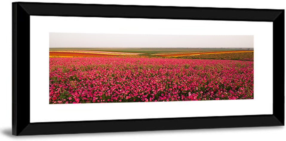Pink Ranunculus Flower Field Wall Art