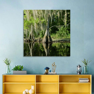 Bald Cypress in Swamp Wall Art