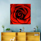 Velvety Red Rose Close-up Wall Art