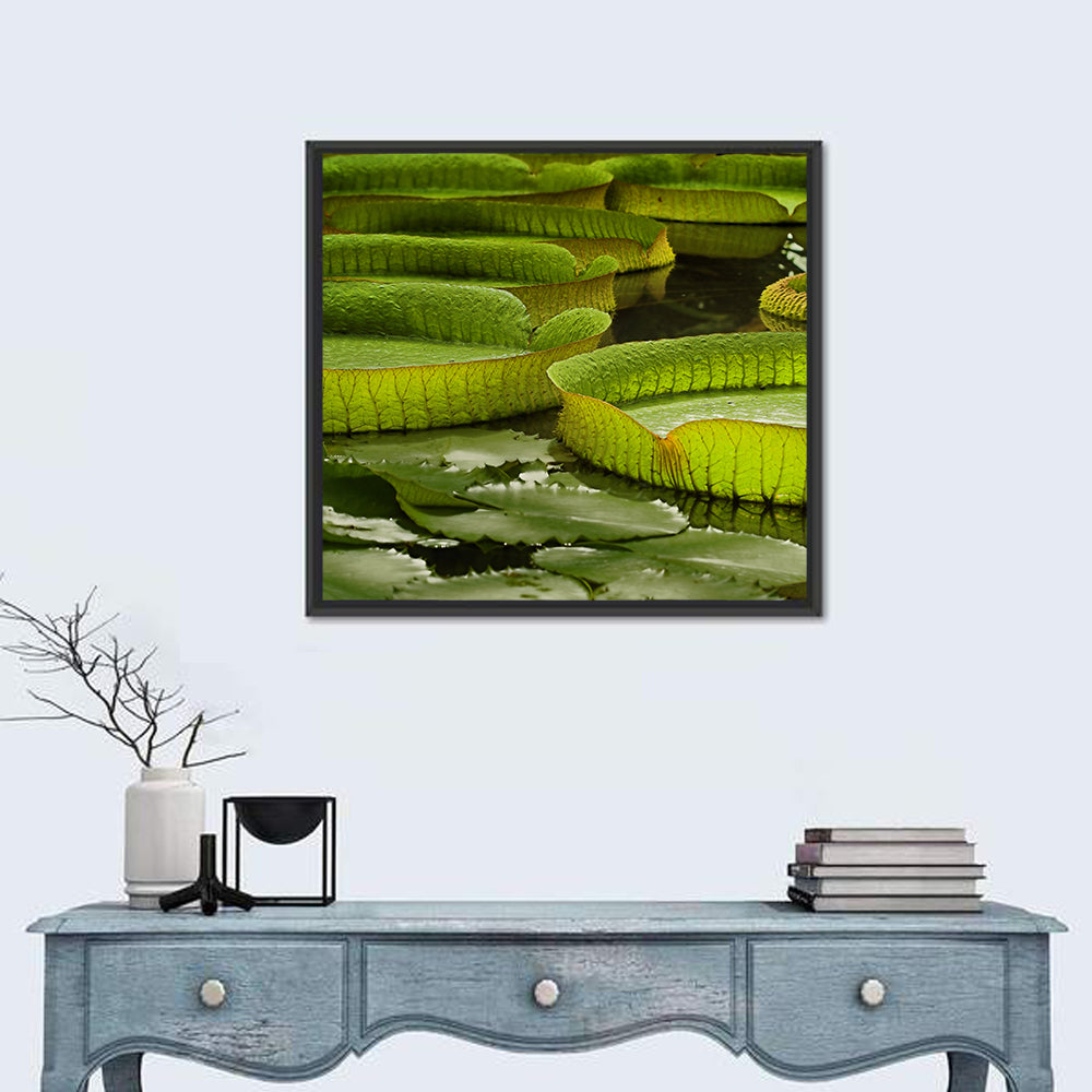 Giant Victoria Amazonica Lily Pads Wall Art in a room, square