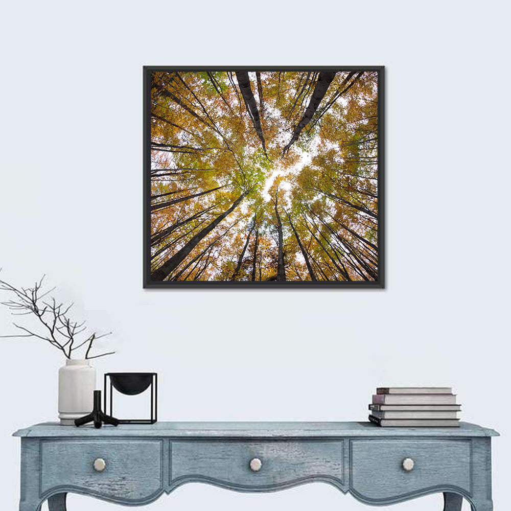 Autumn Forest Canopy Looking Up Wall Art