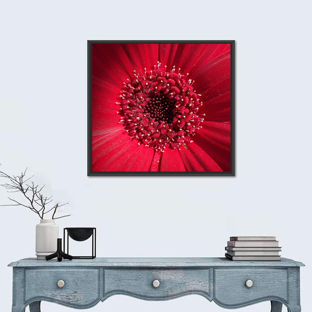 Red Gerbera Daisy Macro Close Up Wall Art in a room, square