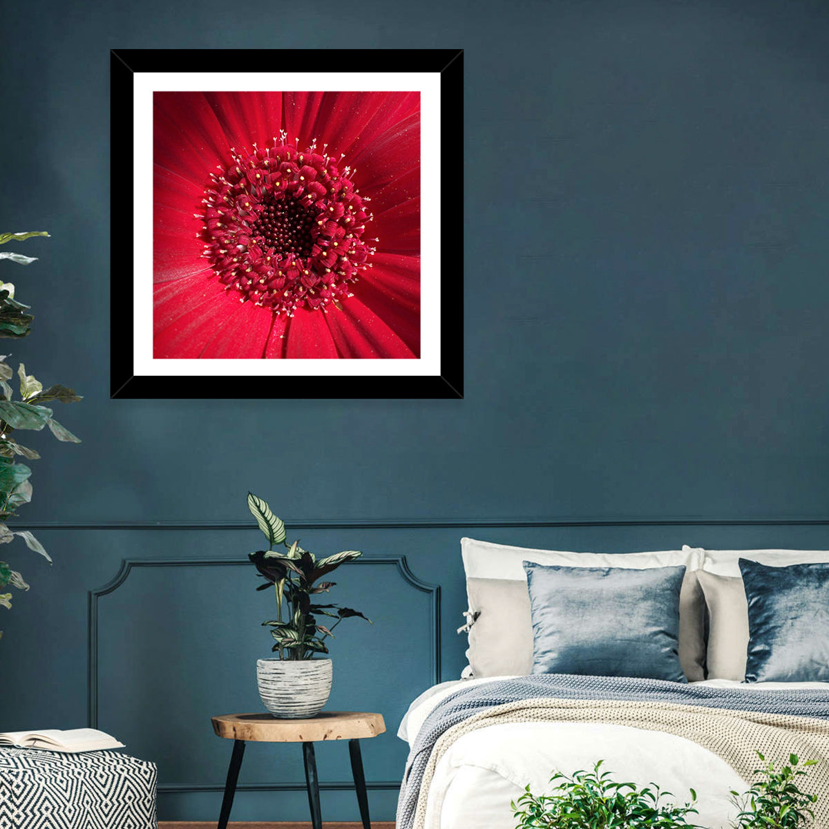 Red Gerbera Daisy Macro Close Up Wall Art in a room, square