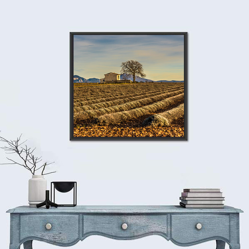 Rustic Provence Lavender Rows at Golden Hour Wall Art in a room, square