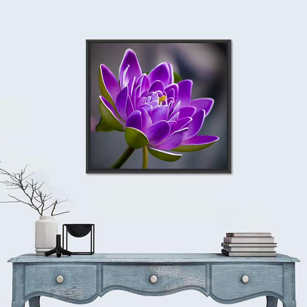 Purple Water Lily Close-up Wall Art in a room, square