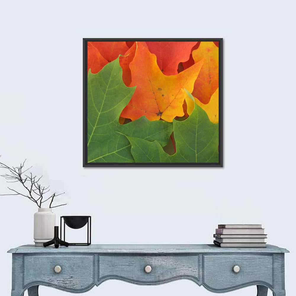 Autumn Maple Leaves Wall Art in a room, square