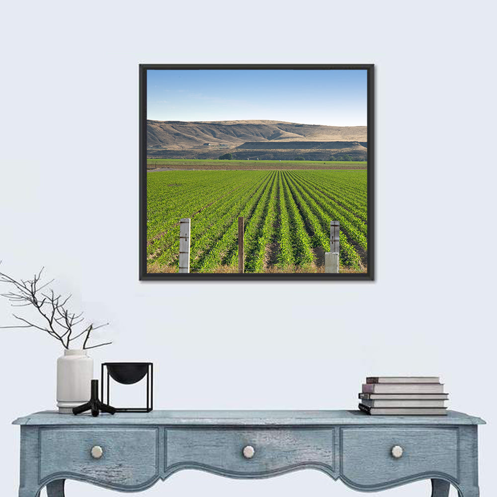 Idaho Corn Field Wall Art in a room, square