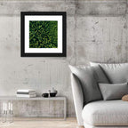 Aerial Conifer Canopy Wall Art