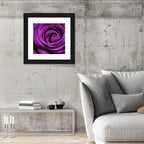 Purple Rose Close-up Wall Art