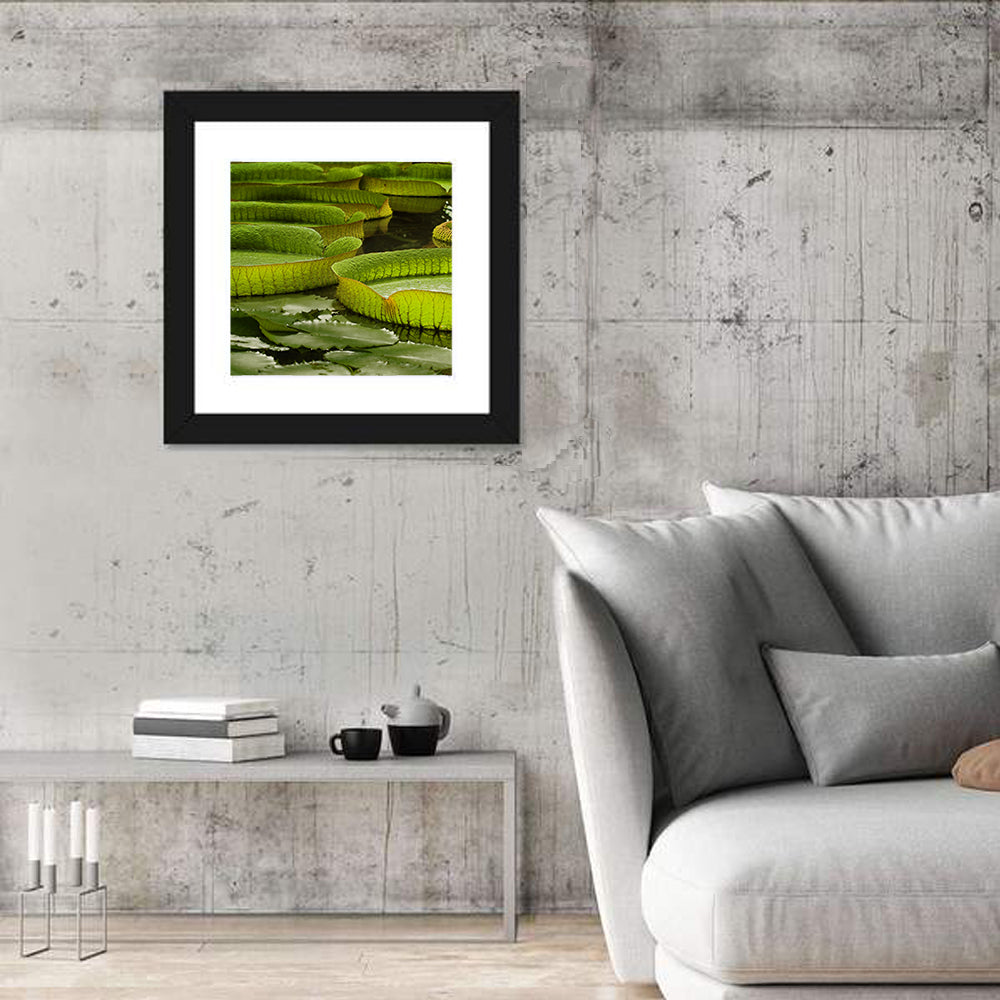 Giant Victoria Amazonica Lily Pads Wall Art