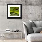 Giant Victoria Amazonica Lily Pads Wall Art