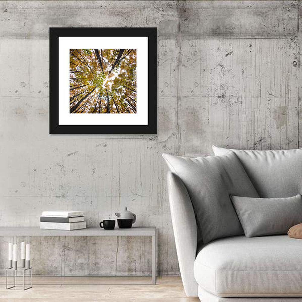 Autumn Forest Canopy Looking Up Wall Art