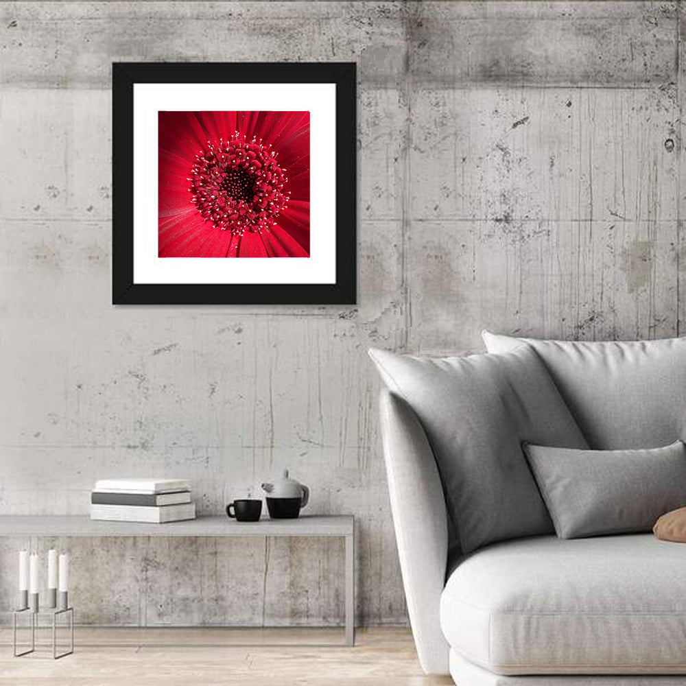Red Gerbera Daisy Macro Close Up Wall Art in a room, square