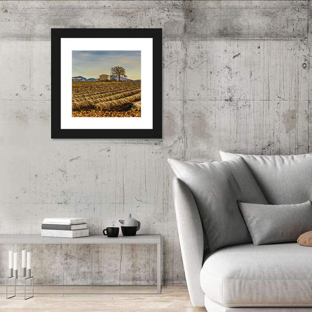 Rustic Provence Lavender Rows at Golden Hour Wall Art in a room, square