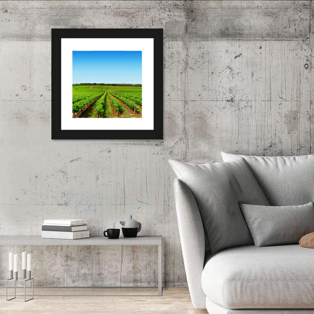 Sunlit Vineyard Rows Wall Art in a room, square