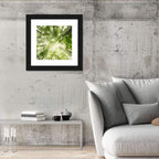 Spring Canopy in Morning Mist Wall Art