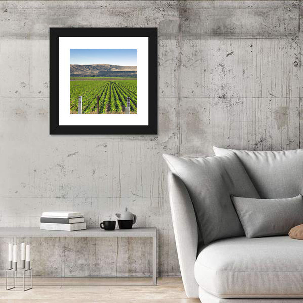 Idaho Corn Field Wall Art in a room, square