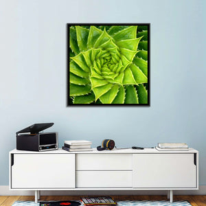 Spiral Aloe Wall Art