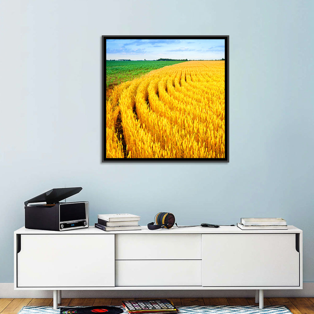 Summer Wheat Field with Curved Paths Wall Art