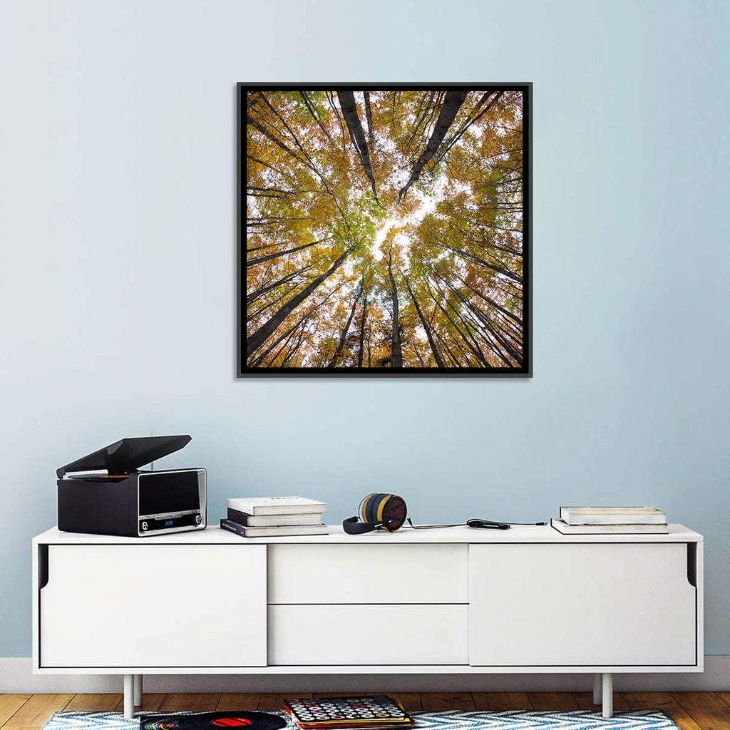 Autumn Forest Canopy Looking Up Wall Art