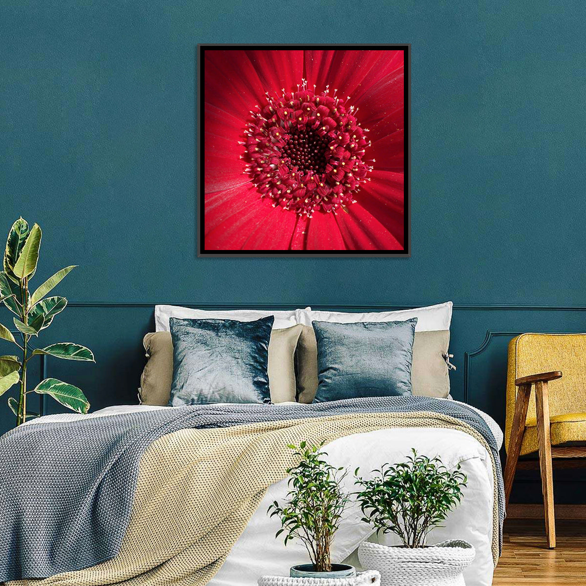 Red Gerbera Daisy Macro Close Up Wall Art in a room, square