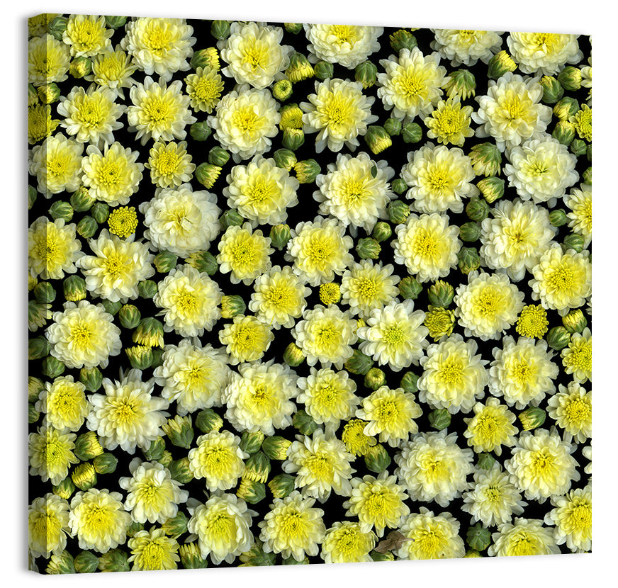 Yellow Chrysanthemum Bloom Pattern Wall Art, canvas print, square