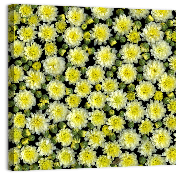 Yellow Chrysanthemum Bloom Pattern Wall Art as a canvas print