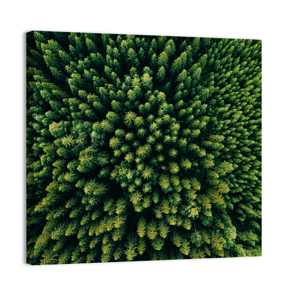Aerial Conifer Canopy Wall Art, canvas print, square