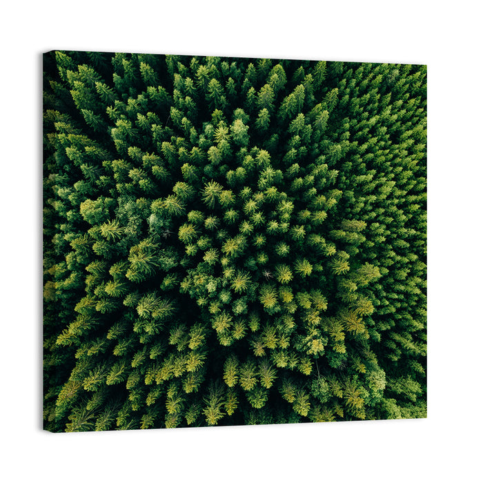 Aerial Conifer Canopy Wall Art as a canvas print