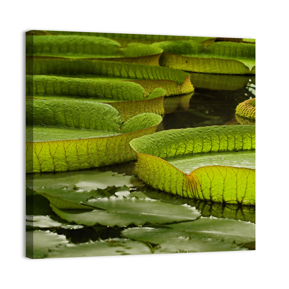 Giant Victoria Amazonica Lily Pads Wall Art