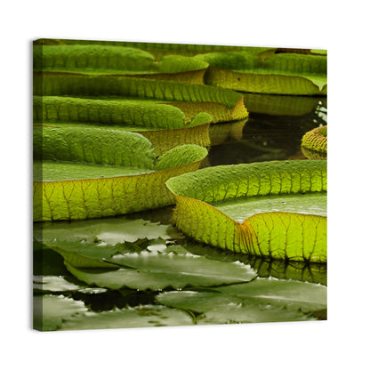 Giant Water Lilies Wall Art