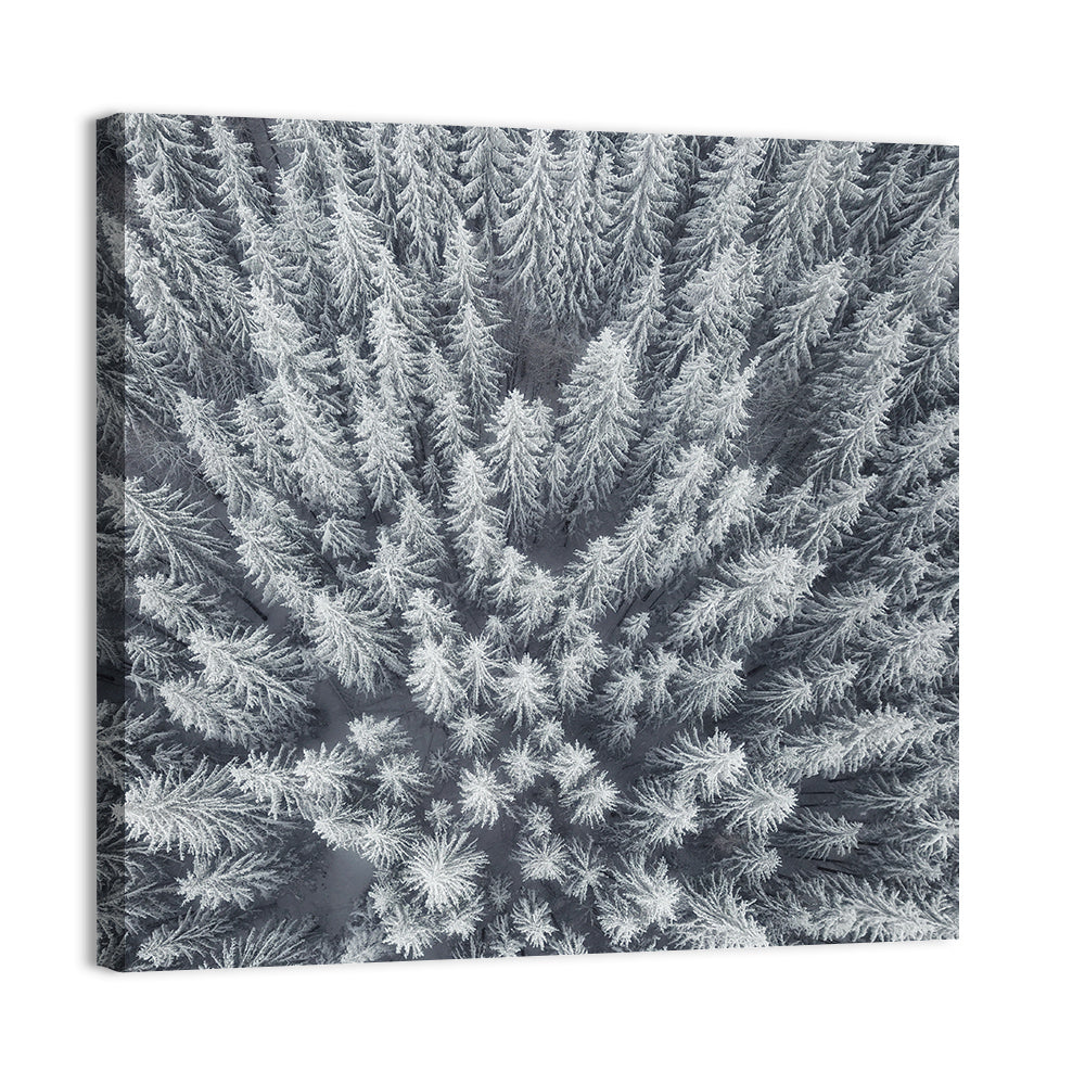 Snow Covered Pine Forest Wall Art, canvas print, square