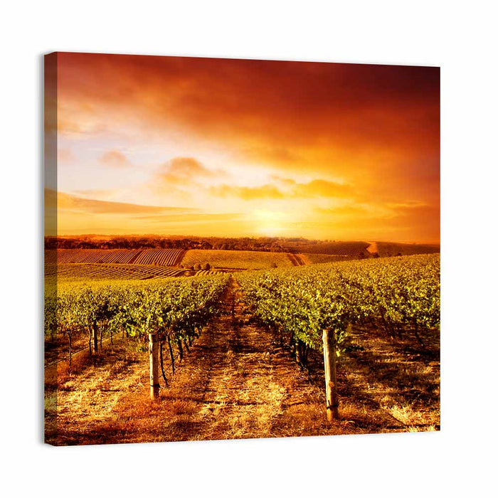 Australian Vineyard Sunset Wall Art as a canvas print