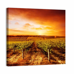 Vineyard Sunset Australia Wall Art