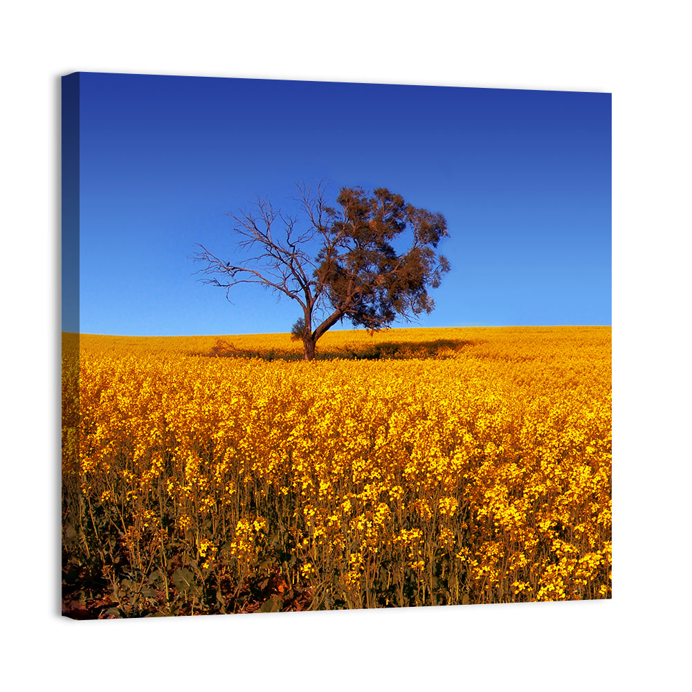 Canola Field with Lone Tree Wall Art, canvas print, square