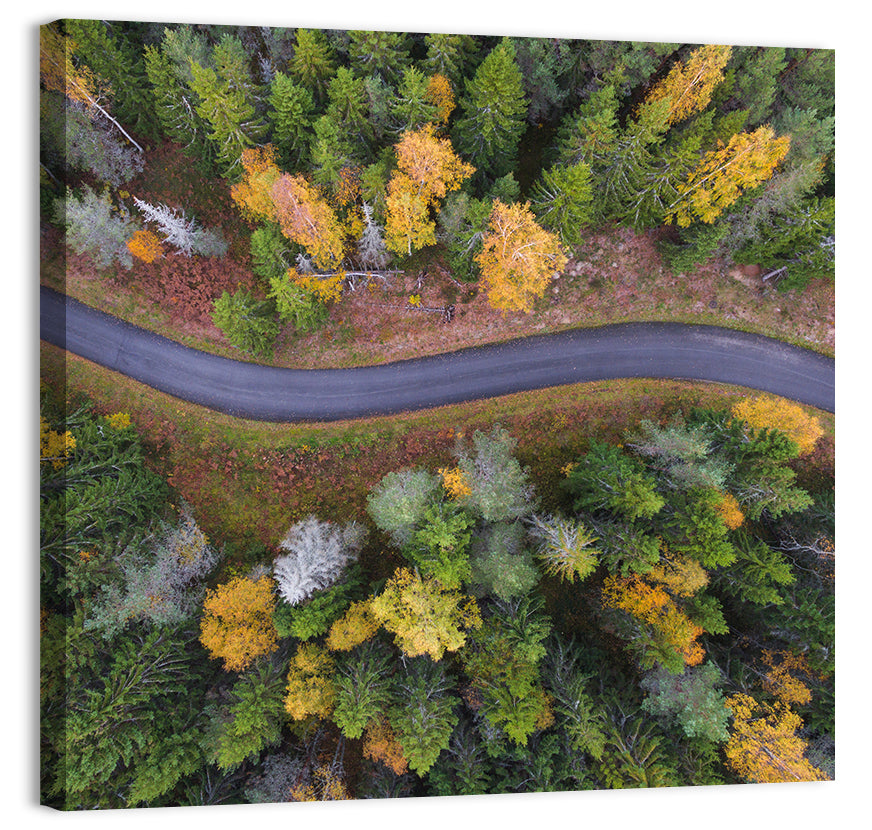 Summer Forest Road Wall Art