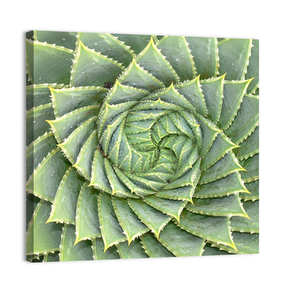 Spiral Aloe Wall Art