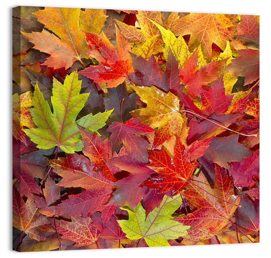 Autumn Maple Leaves Close-up Wall Art