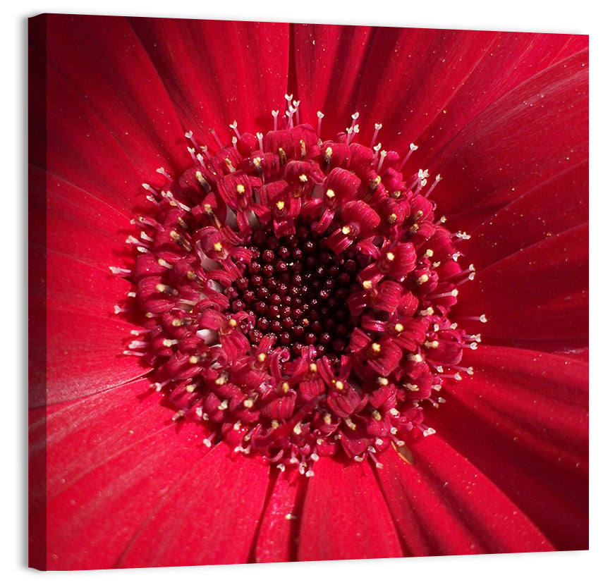 Red Gerbera Daisy Macro Close Up Wall Art