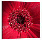 Red Gerbera Daisy Macro Close Up Wall Art
